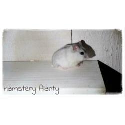 jonge lieve makke Russische dwerghamsters, Hamstery Alanty