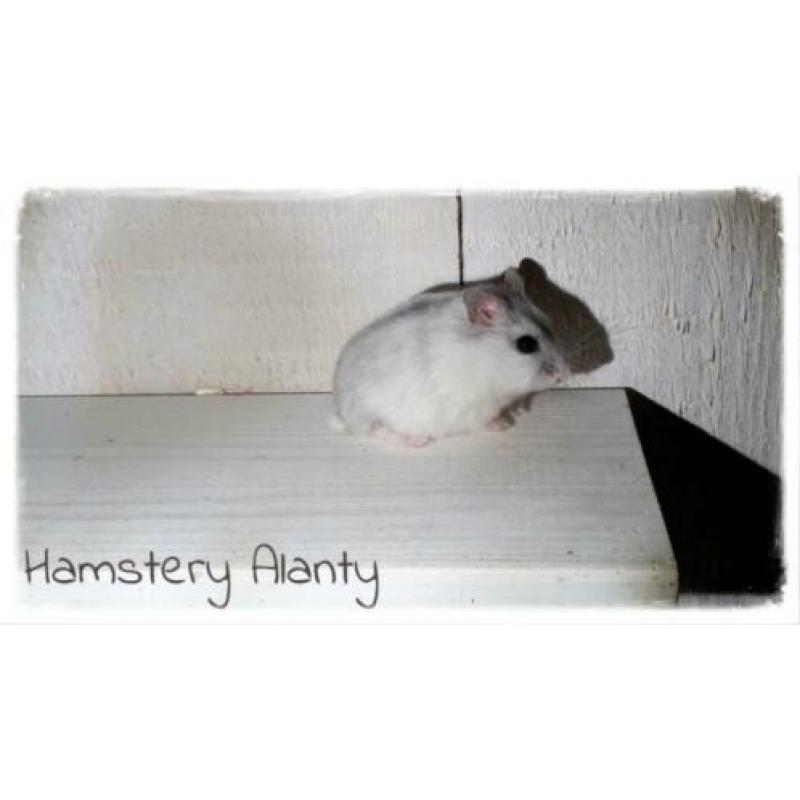 jonge lieve makke Russische dwerghamsters, Hamstery Alanty