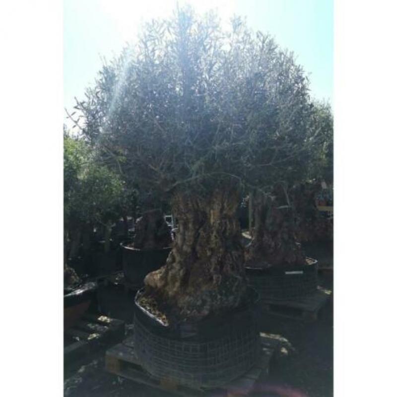 Olea Europea - Olijfboom - Alle Soorten 230-250cm art16249