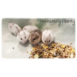 jonge lieve makke Russische dwerghamsters, Hamstery Alanty