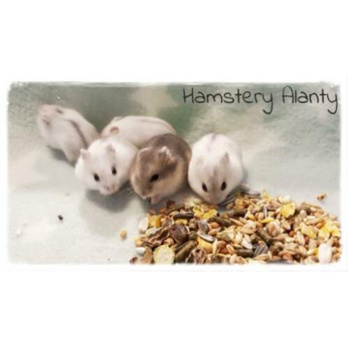 jonge lieve makke Russische dwerghamsters, Hamstery Alanty