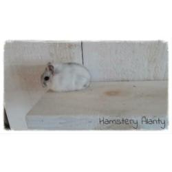 jonge lieve makke Russische dwerghamsters, Hamstery Alanty