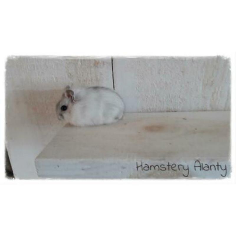 jonge lieve makke Russische dwerghamsters, Hamstery Alanty