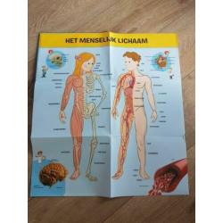 5 kinderboeken over het menselijk lichaam