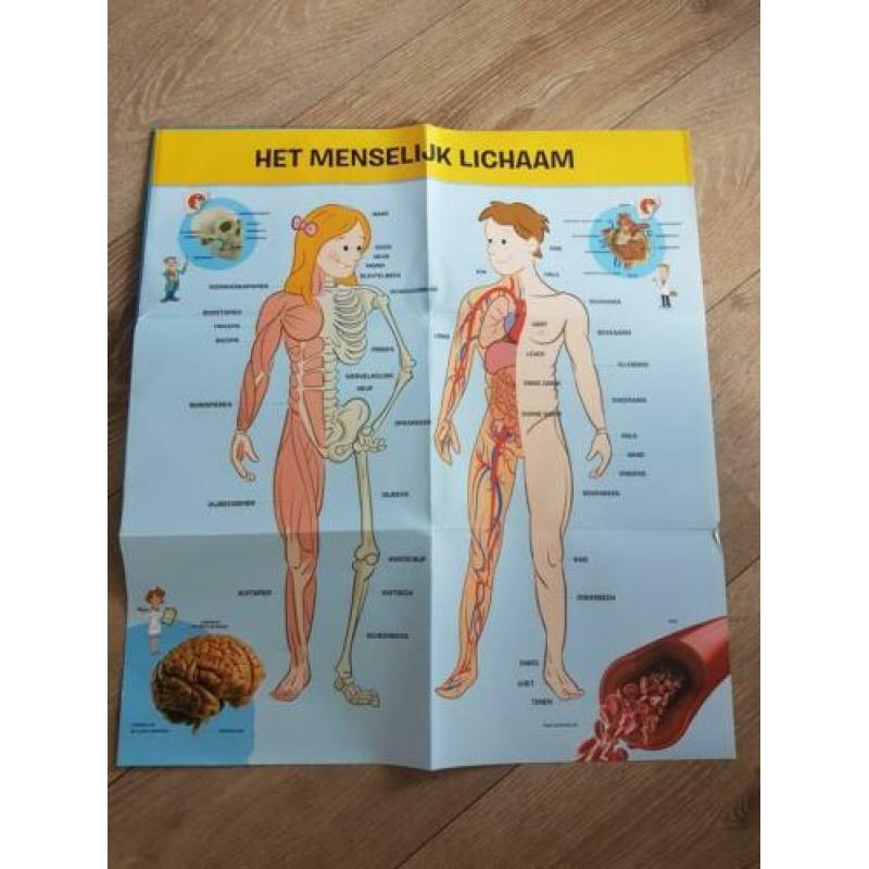 5 kinderboeken over het menselijk lichaam