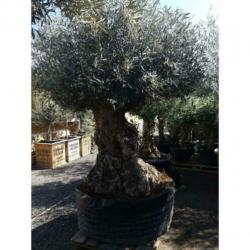 Olea Europea - Olijfboom - Alle Soorten 230-250cm art16249