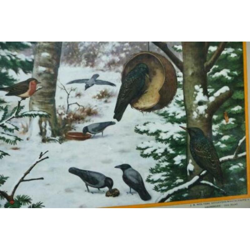 Oude schoolplaat vogels koolmees roodborst vink spreeuw enz
