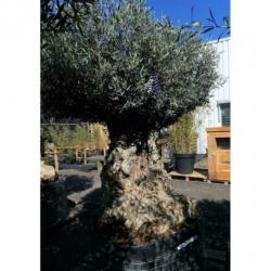 Olea Europea - Olijfboom - Alle Soorten 230-250cm art16249