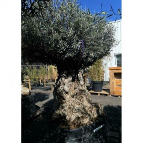 Olea Europea - Olijfboom - Alle Soorten 230-250cm art16249