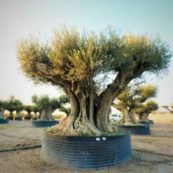 Olea Europea - Olijfboom - Alle Soorten 230-250cm art16249