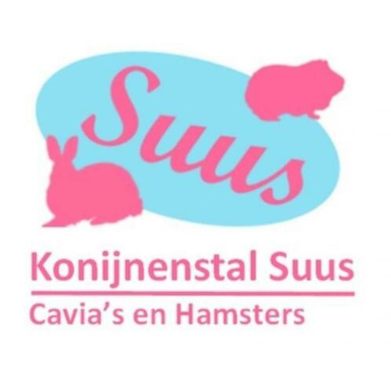 jonge lieve makke Russische dwerghamsters, Hamstery Alanty