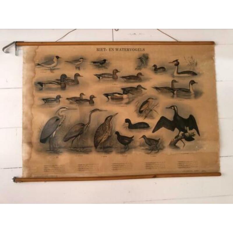 Schoolplaat riet en watervogels, H.J. Slijper (1954)