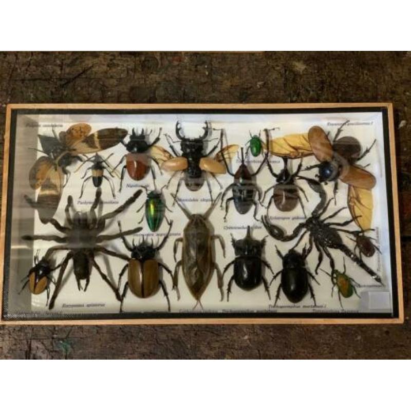 Gave collectie grote insecten ?? in vitrine!