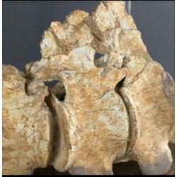 Prachtige wervel kolom plesiosaurus!!!!