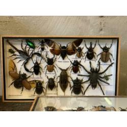 Gave collectie grote insecten ?? in vitrine!