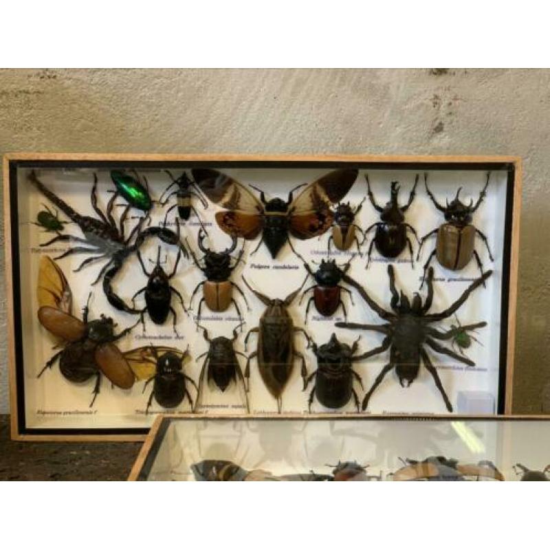 Gave collectie grote insecten ?? in vitrine!