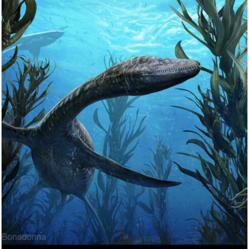 Prachtige wervel kolom plesiosaurus!!!!