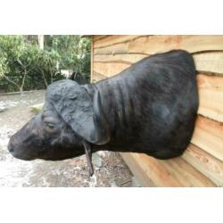 opgezette buffel,waterbuffel,kaapse buffel