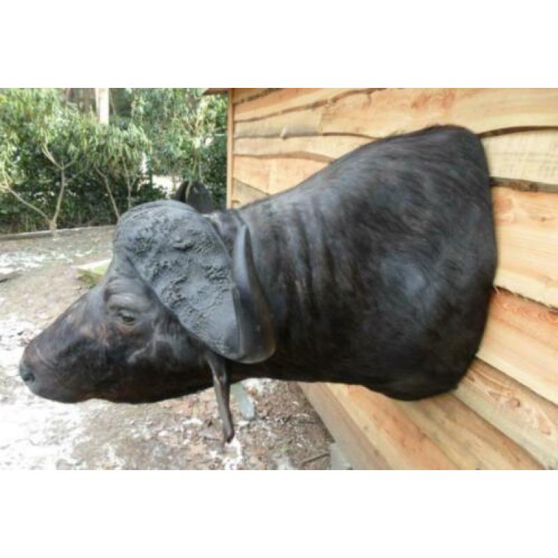 opgezette buffel,waterbuffel,kaapse buffel