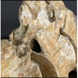Prachtige wervel kolom plesiosaurus!!!!