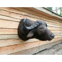 opgezette buffel,waterbuffel,kaapse buffel