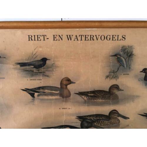 Schoolplaat riet en watervogels, H.J. Slijper (1954)