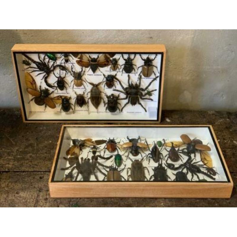 Gave collectie grote insecten ?? in vitrine!