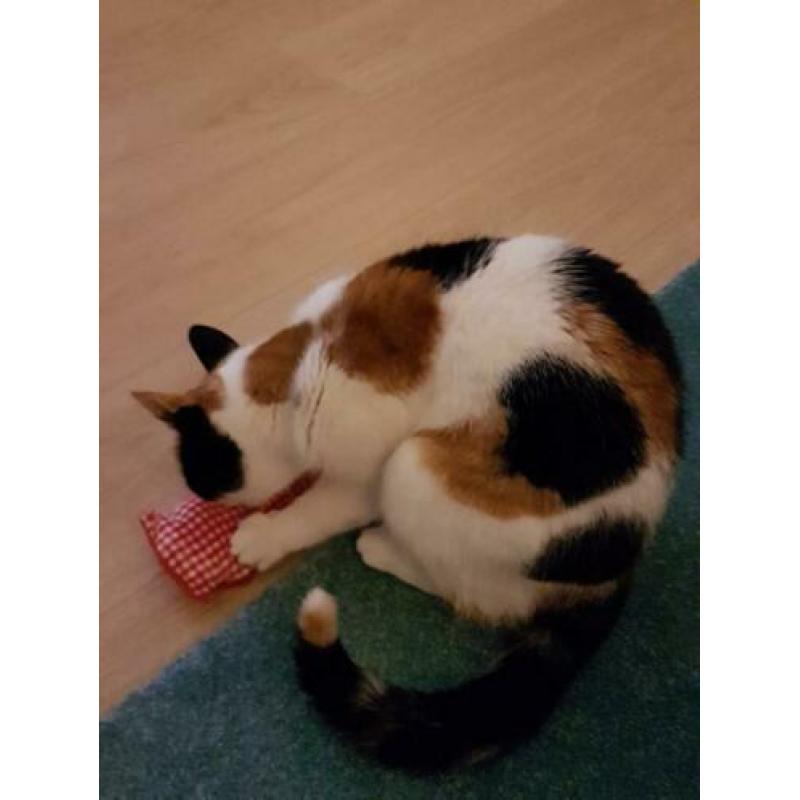 Kattenspeeltje met geur