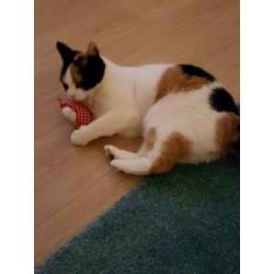 Kattenspeeltje met geur