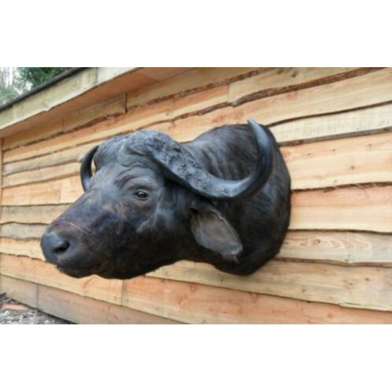 opgezette buffel,waterbuffel,kaapse buffel