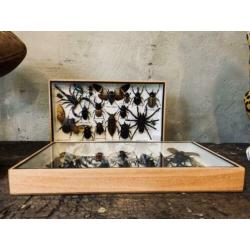 Gave collectie grote insecten ?? in vitrine!