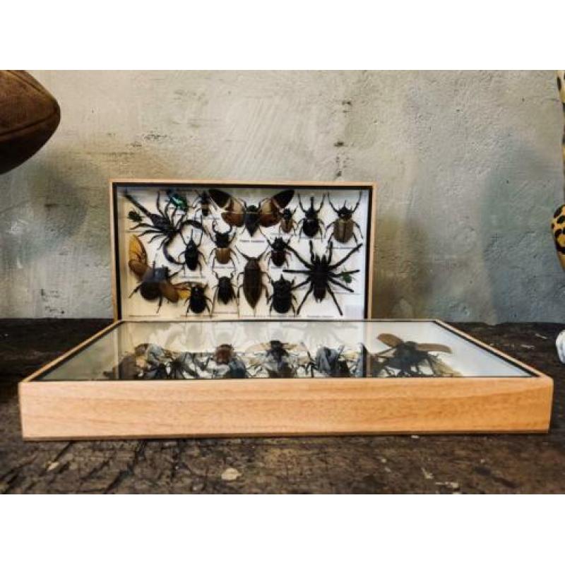 Gave collectie grote insecten ?? in vitrine!