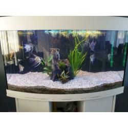 Juwel rio vision 180