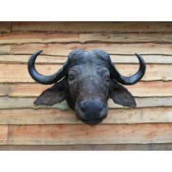 opgezette buffel,waterbuffel,kaapse buffel