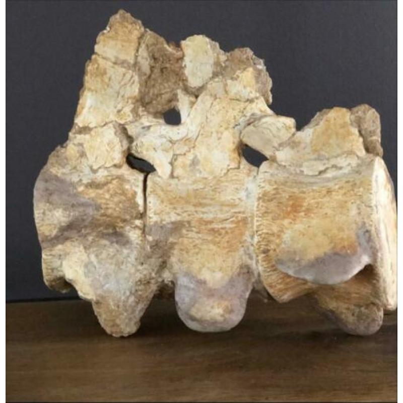 Prachtige wervel kolom plesiosaurus!!!!