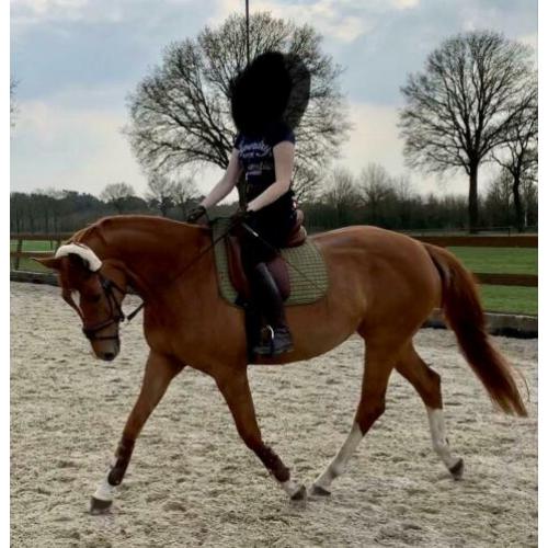 Lieve en zachtaardige Trakehner merrie 8 jaar