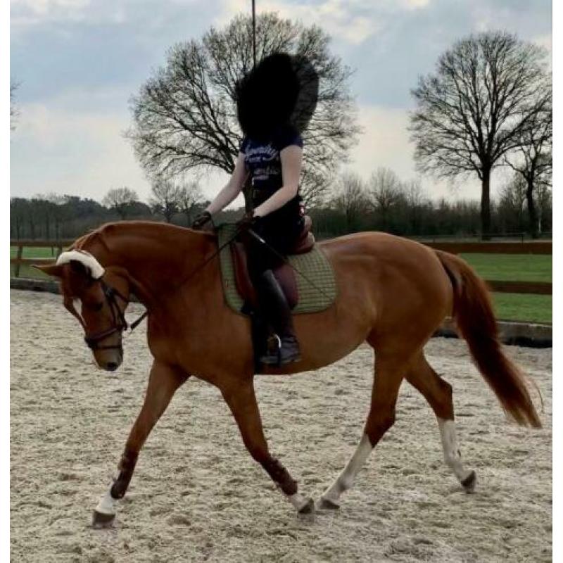 Lieve en zachtaardige Trakehner merrie 8 jaar