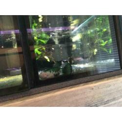 Betta koi Female HMPK!