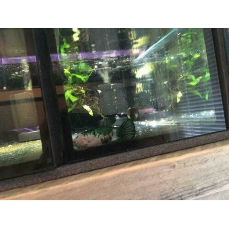 Betta koi Female HMPK!