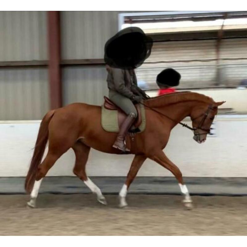Lieve en zachtaardige Trakehner merrie 8 jaar