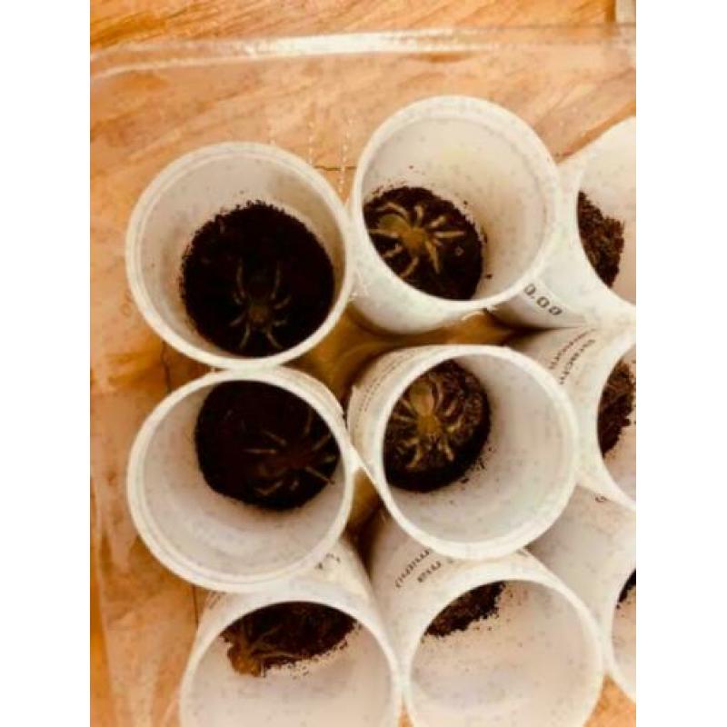 Brachypelma Hamori (voorheen Brachypelma Smithi) Small