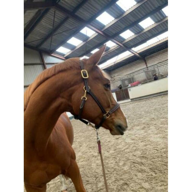 Lieve en zachtaardige Trakehner merrie 8 jaar
