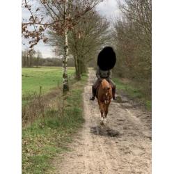 Lieve en zachtaardige Trakehner merrie 8 jaar