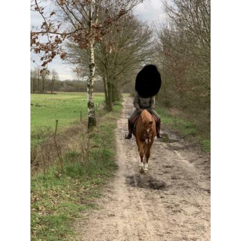 Lieve en zachtaardige Trakehner merrie 8 jaar