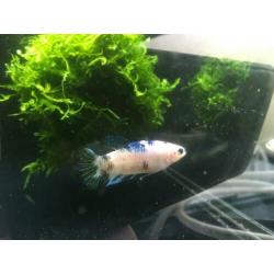 Betta koi Female HMPK!