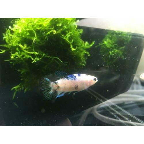 Betta koi Female HMPK!