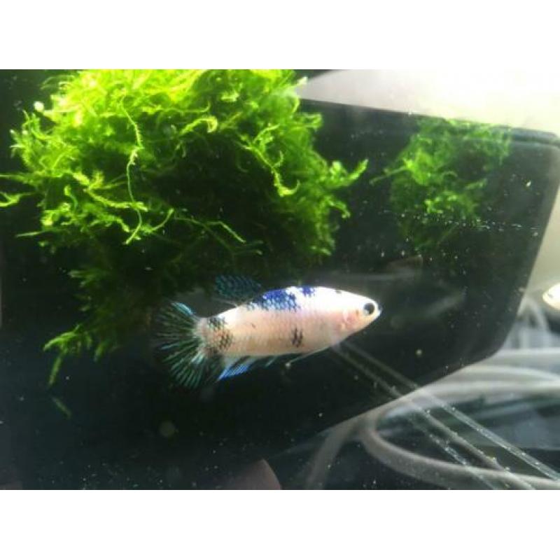 Betta koi Female HMPK!