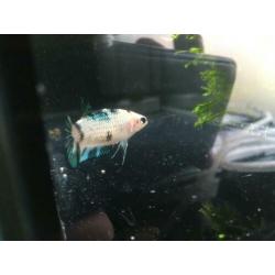 Betta koi Female HMPK!