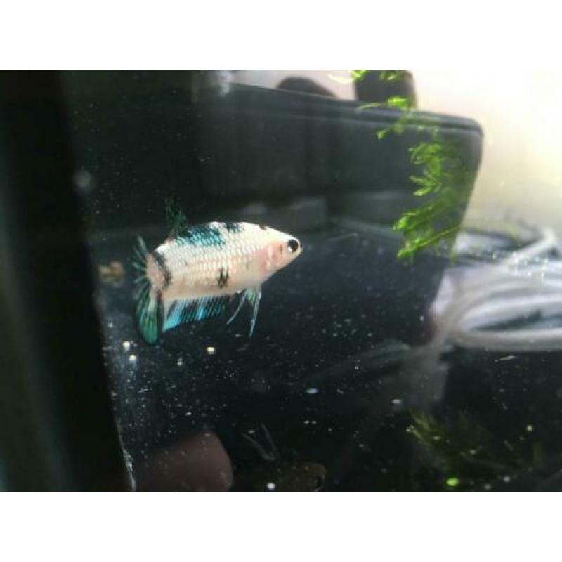 Betta koi Female HMPK!