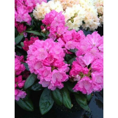 Rhododendron in diverse kleuren/maten/soorten/prijzen pot